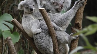 koala koaly ilu (SITA)